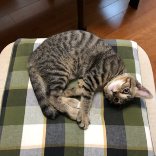 甘えん坊のサバトラ♂　4か月もらってください