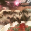 ハリネズミ3匹