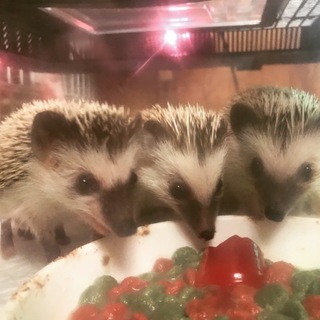 ハリネズミ3匹