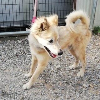 雑種★13歳★里親募集★岐阜～