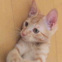 ちくわ
