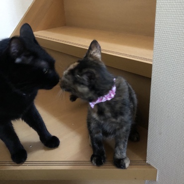 はじめまして、よろしくね。つみれです。
