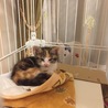 寝起きのみぃちゃん