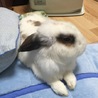 なかじまホイップ