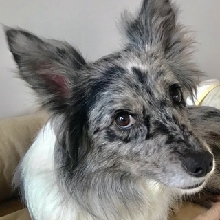 ボーダーコリーハリー♂5歳　家族募集中！