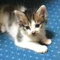 子猫の里親募集
