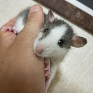 グレーハスキーラット(オス1)