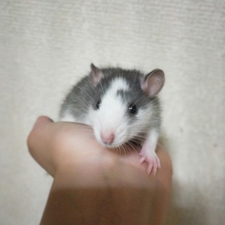 グレーハスキーラット(オス2)