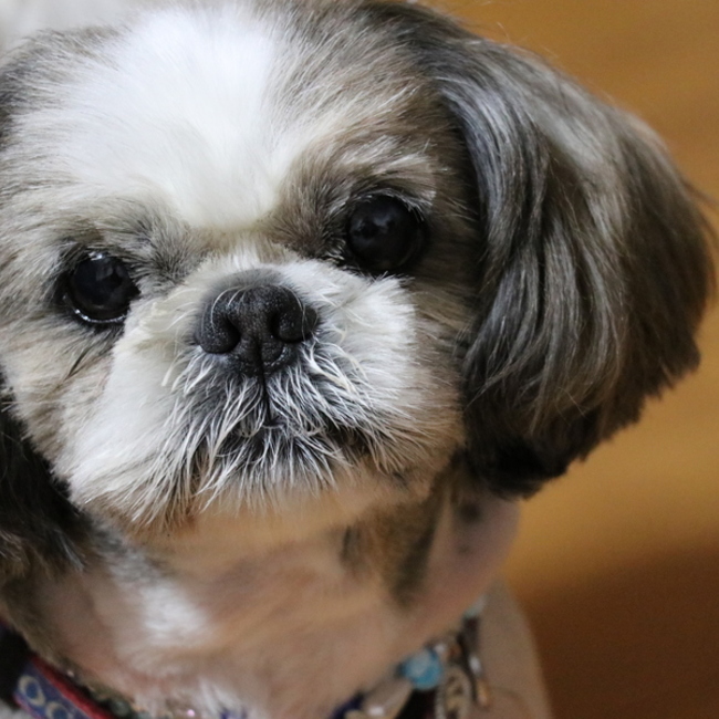ゆず味噌のカバー写真
