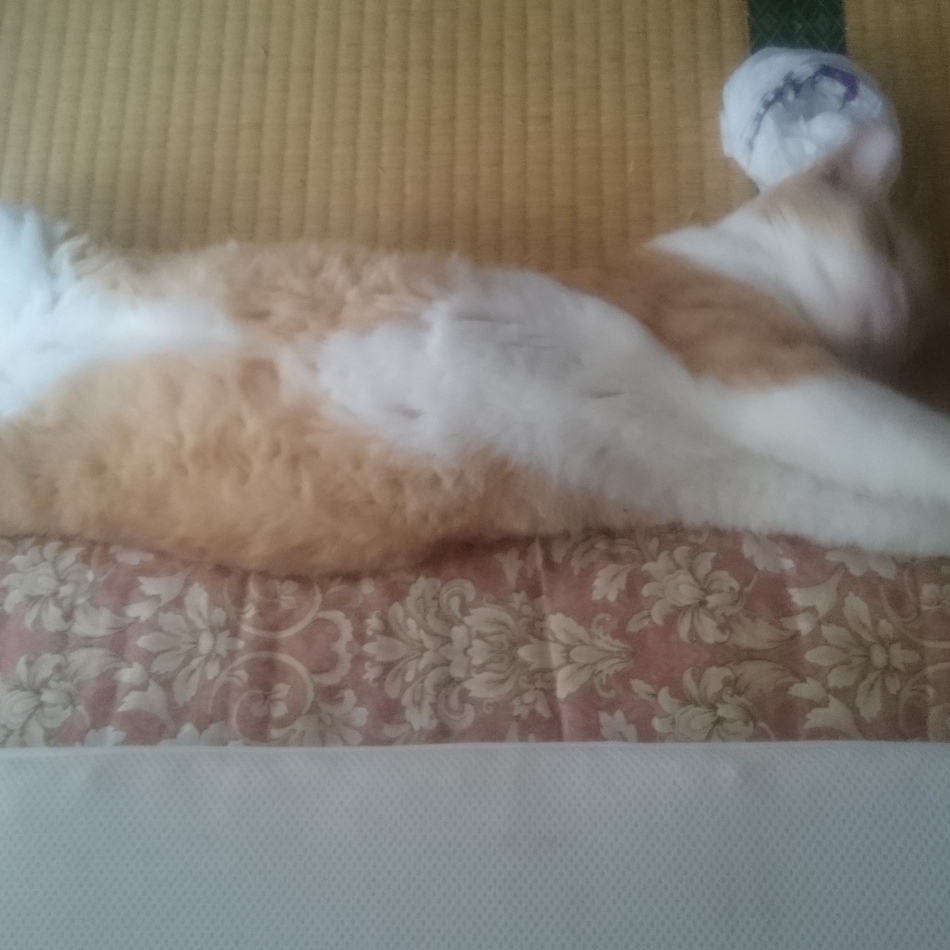 コタロウのカバー写真