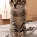 元気いっぱい人馴れ子猫ちゃん