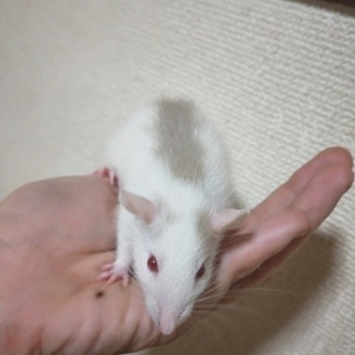 ベージュフーデットラット(メス)