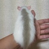 ベージュフーデットラット(メス) サムネイル2