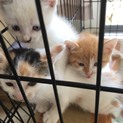 保護子猫の三姉妹里親交渉中です。