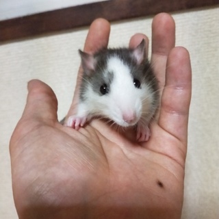 グレーハスキーラット(メス1)