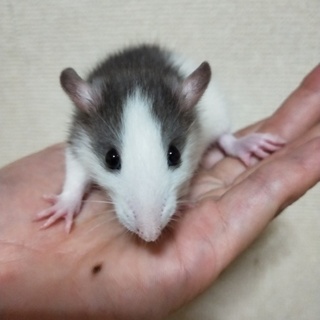 グレーハスキーラット(メス2)