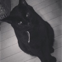 ノア Noir