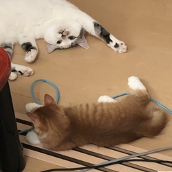 ぼくくんがきてから