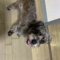 お転婆なジャックラッセル✖︎ポメラニアンのMIX犬