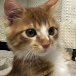 ぼくくんについて