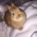 可愛くて大人しくて噛まなくてとってもお利口なウサギ