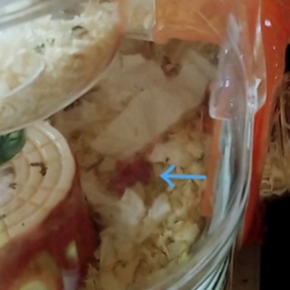 ハムスターの赤ちゃんの里親募集中