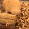 ハム玉