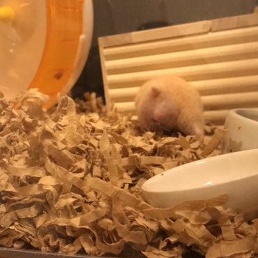 ハムケツ