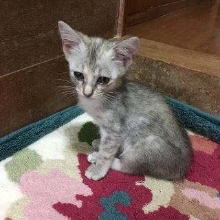 サバトラグレー♀　生後2ヶ月