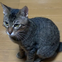 ハル