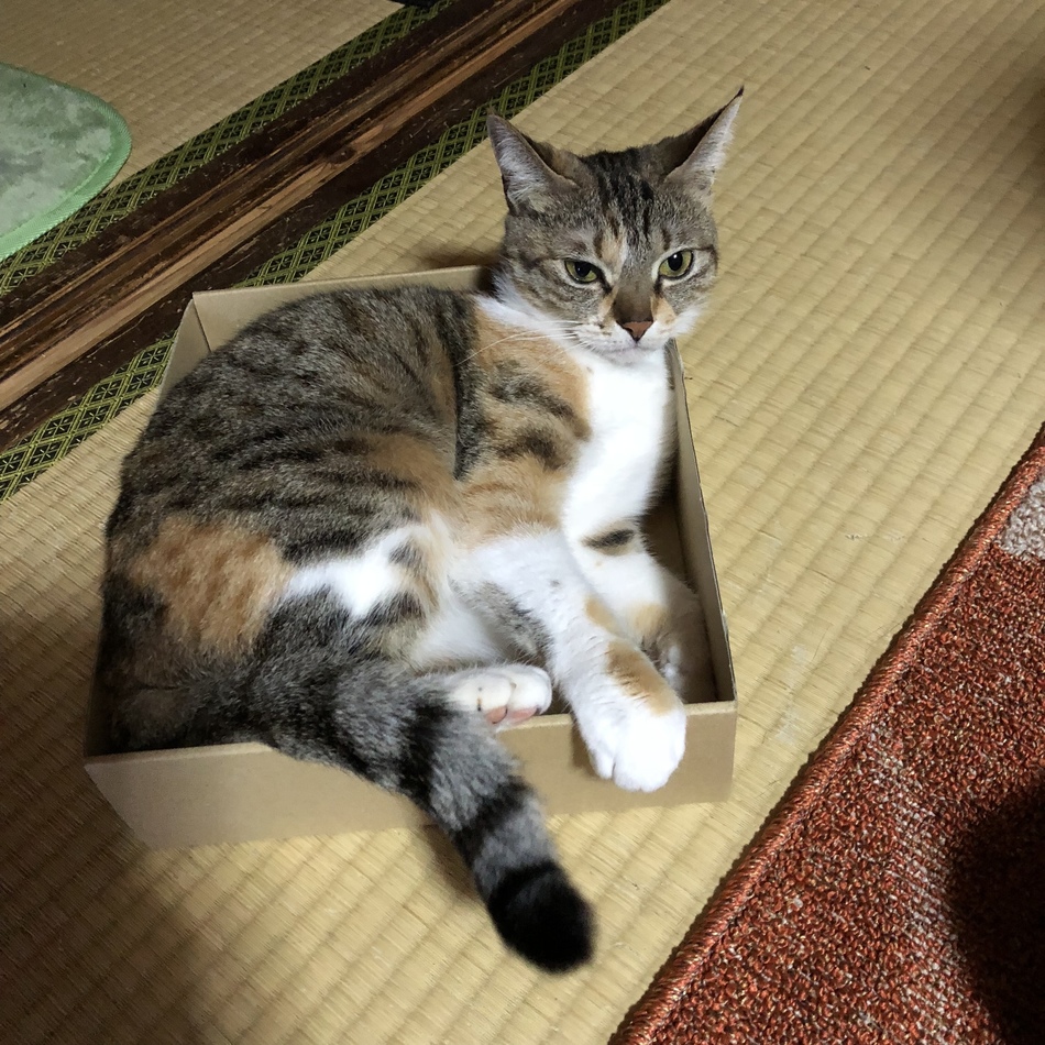 みーやのカバー写真