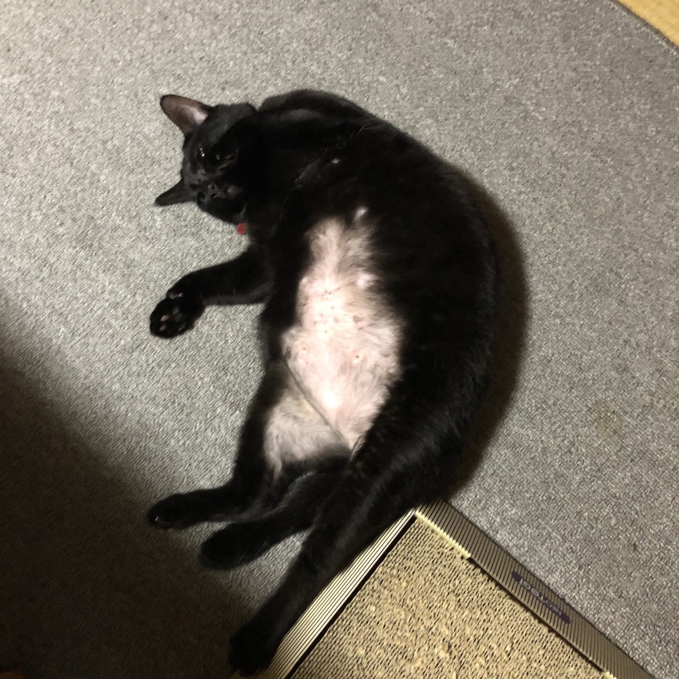 ジジのカバー写真