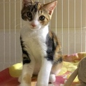 美猫の三毛ちゃん、人慣れは中くらいです！