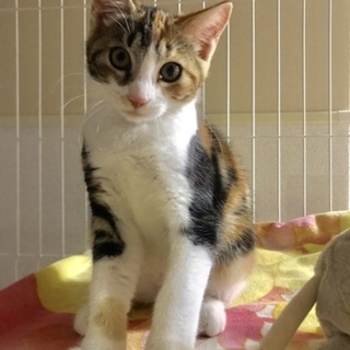 美猫の三毛ちゃん、人慣れは中くらいです！