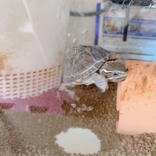 世界最小！水棲 亀さん＊ミシシッピニオイガメ