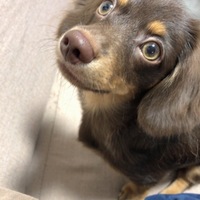 こまめ