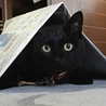 にゃごママ