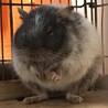 しぃ♪