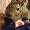 もちのあ