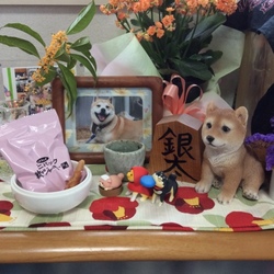 「間に合ったね(*´∀｀)銀太…」サムネイル3