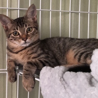 きれいなお顔のねこちゃん。