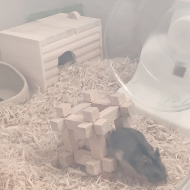 しろのなののカバー写真