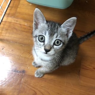 可愛いサバトラ女の子♡里親さん募集中です！