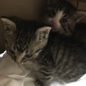 子猫2匹