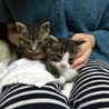 子猫2匹 サムネイル2