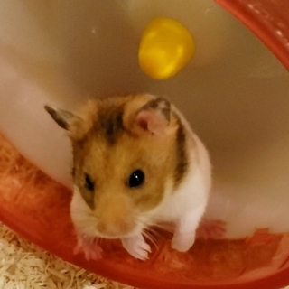 優しい里親さん決定☆保護ゴルデハム♂(大福くん)