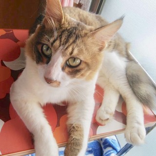 里親様が決まりました。