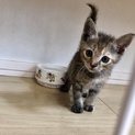 生後1ヶ月☆ ゴロゴロ甘えん坊いくらちゃん