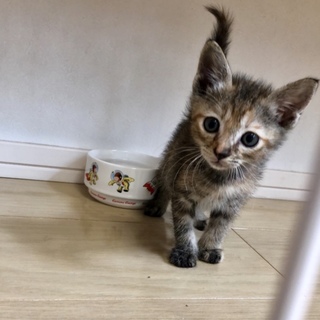 生後1ヶ月☆ ゴロゴロ甘えん坊いくらちゃん