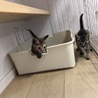 生後1ヶ月☆ゴロゴロ可愛いいワカメちゃん サムネイル4